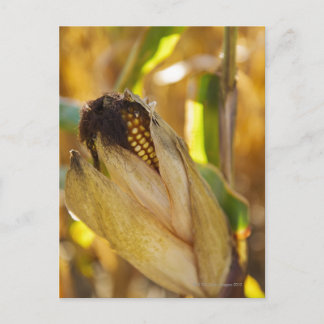 USA, New York Staat, Hudson, Corn Cob in Postkarte