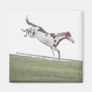 USA, New York Staat, Hudson, Horse springen ein Magnet