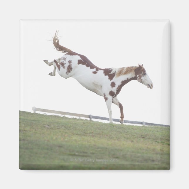 USA, New York Staat, Hudson, Horse springen ein Magnet (Vorne)