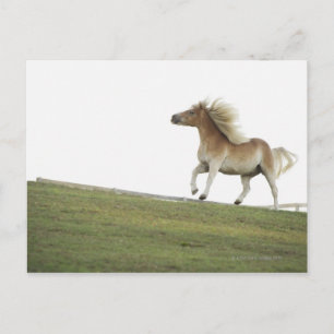 USA, New York Staat, Hudson, Pferde, die in 2 Postkarte