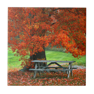 USA, New York, West Park. Bank unter Ahorn Fliese