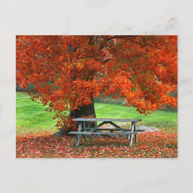 USA, New York, West Park. Bench Under Maple Postkarte (Vorderseite)