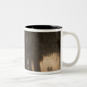 USA; Nordamerika; Georgia; Savannah. Jungen Zweifarbige Tasse