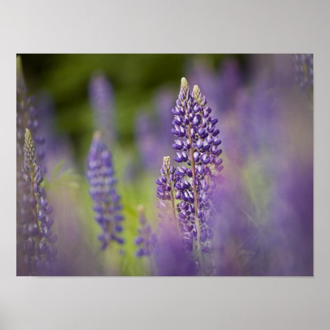 USA, Nordost-Minnesota, in der Nähe von Silver Bay Poster (Vorne)