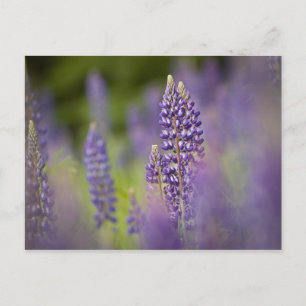 USA, Nordost-Minnesota, in der Nähe von Silver Bay Postkarte