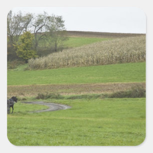USA, Nordost-Ohio. Amish-Kutsche auf Bauernhof Quadratischer Aufkleber