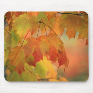 USA, Nordosten, Ahornblätter im Regen. Urheber: Mousepad