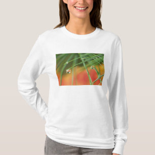 USA, Nordosten, Kiefernnadeln mit Tropfen T-Shirt