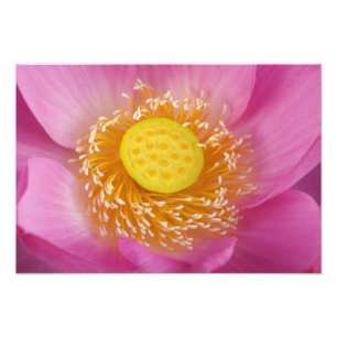 USA; North Carolina; Lotus blüht in der Fotodruck