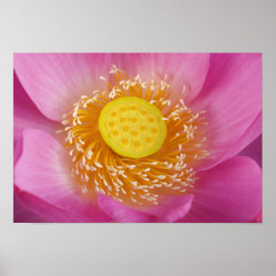 USA; North Carolina; Lotus blüht in der Poster