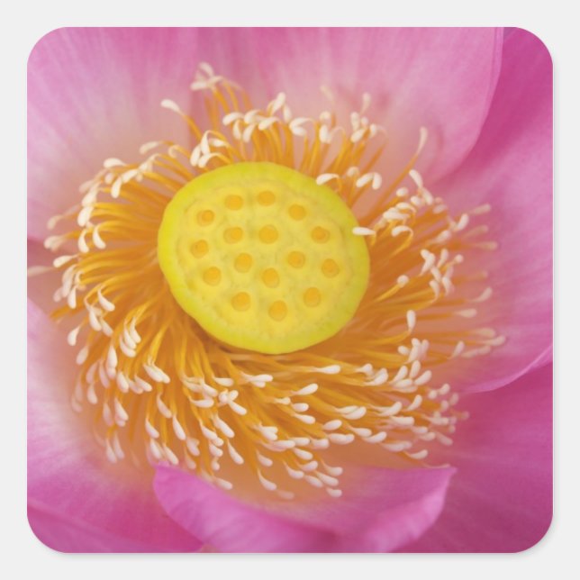 USA; North Carolina; Lotus blüht in Quadratischer Aufkleber (Vorderseite)