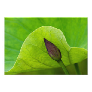 USA; North Carolina; Lotus leaf and bud Fotodruck