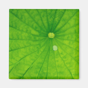 USA; North Carolina; Lotus leaf with dedrop Magnet