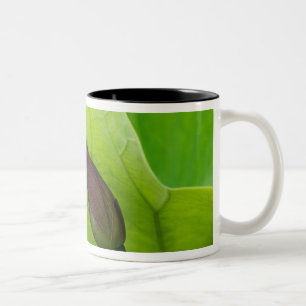 USA; North Carolina; Lotusblatt und -knospe Zweifarbige Tasse