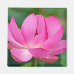 USA; North Carolina; Lotusblüte Magnet