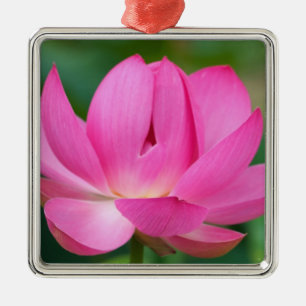 USA; North Carolina; Lotusblüte Silbernes Ornament