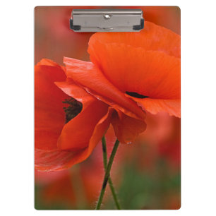USA, North Carolina. Nahaufnahme von Mohn Klemmbrett