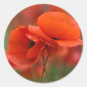 USA, North Carolina. Nahaufnahme von Mohn Runder Aufkleber