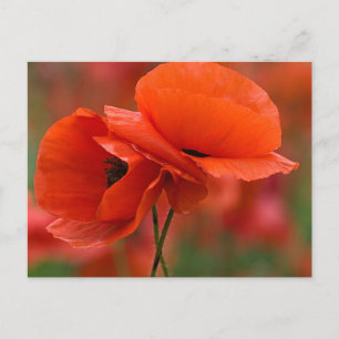 USA, North Carolina. Naher Mohnanbau Postkarte