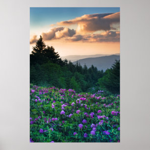 USA, North Carolina. Rhododendren Poster