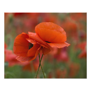 USA, North Carolina. Zwei rote Mohnblumen Fotodruck