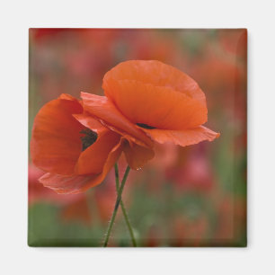 USA, North Carolina. Zwei rote Mohnblumen Magnet
