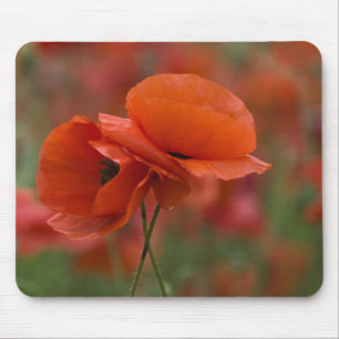 USA, North Carolina. Zwei rote Mohnblumen Mousepad