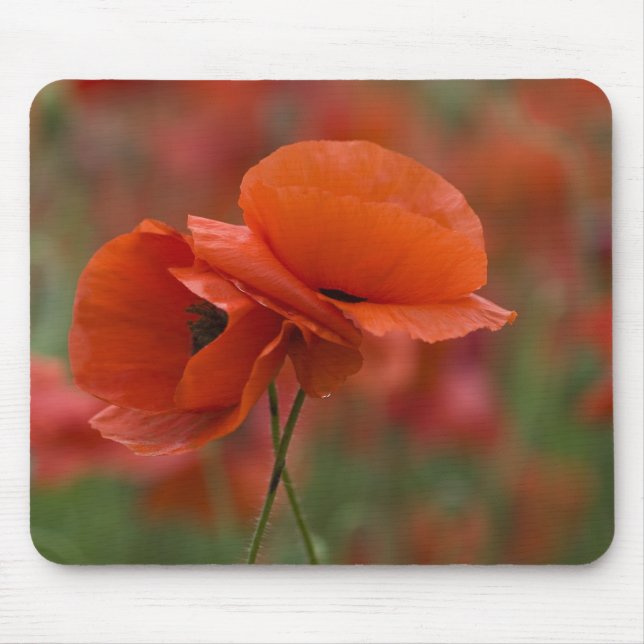 USA, North Carolina. Zwei rote Pfeffer Mousepad (Vorne)