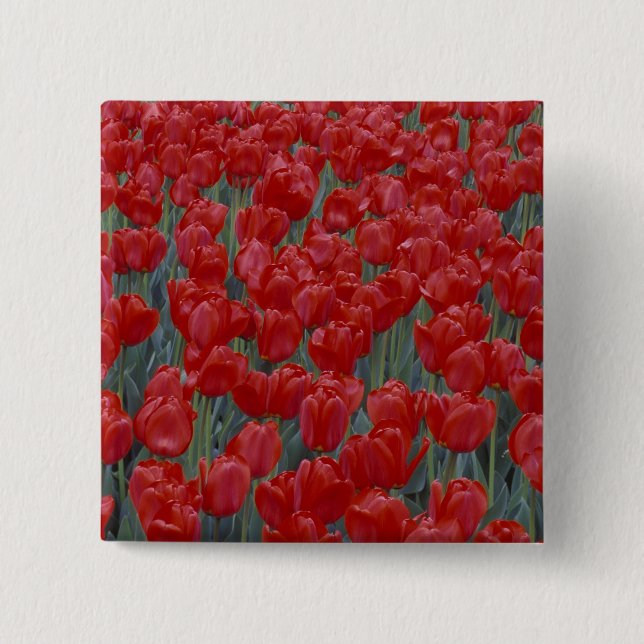 USA, Ohio, Cincinnati. Bett aus roten Tulpen Button (Vorderseite)