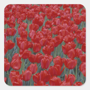 USA, Ohio, Cincinnati. Bett aus roten Tulpen Quadratischer Aufkleber