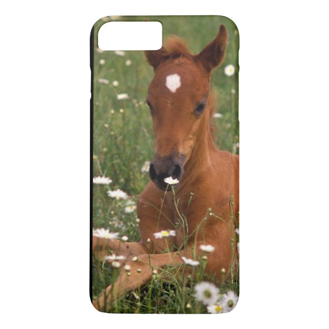 USA, Oregon, Arabian Pony. Case-Mate iPhone Hülle (Rückseite)