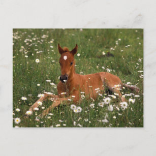 USA, Oregon, Arabian Pony. Postkarte