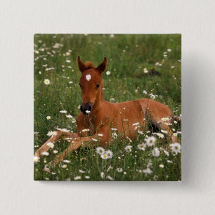 USA, Oregon, Arabisches Pony. Button