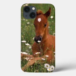 USA, Oregon, Arabisches Pony. Case-Mate iPhone Hülle