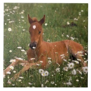 USA, Oregon, Arabisches Pony. Fliese