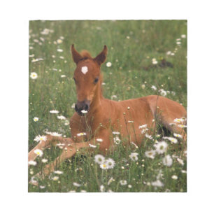 USA, Oregon, Arabisches Pony. Notizblock