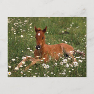 USA, Oregon, Arabisches Pony. Postkarte