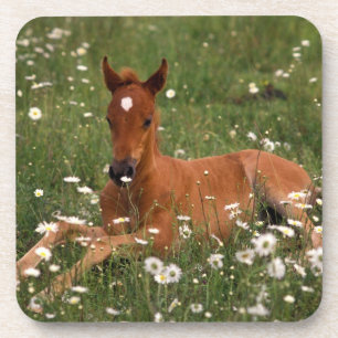 USA, Oregon, Arabisches Pony. Untersetzer