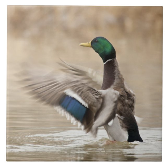USA, Oregon, Baskett Slough National Wildlife Fliese (Vorderseite)