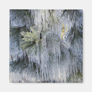 USA, Oregon, Bend. Das Eis auf Ponderosa-Kiefer Magnet