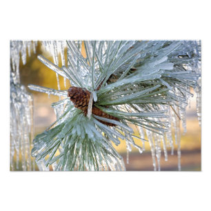 USA, Oregon, Bend. Ponderosa-Kiefernnadeln sind Fotodruck