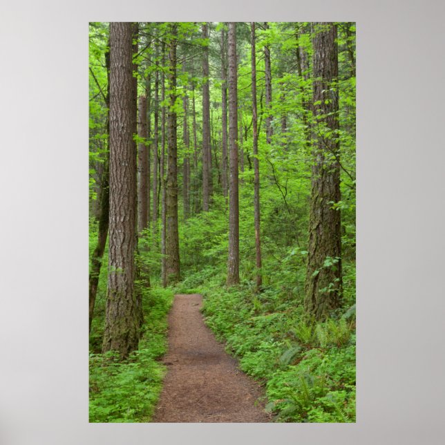 USA, Oregon, Columbia River Gorge. Elowah Falls Poster (Vorne)