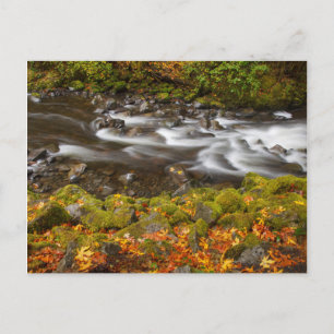 USA, Oregon, Columbia River Gorge, Tanner Creek 2 Postkarte
