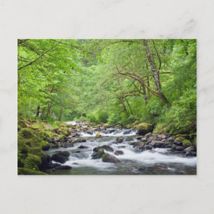 USA, Oregon, Columbia River Gorge, Tanner Creek 4 Postkarte