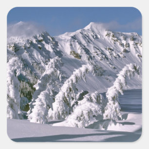 USA, Oregon, Crater Lake NP. Bäume beugen sich unt Quadratischer Aufkleber