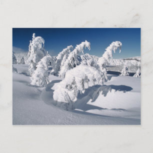 USA, Oregon, Crater-Lake-NP. Bäume hängen unter ei Postkarte