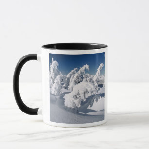 USA, Oregon, Crater-Lake-NP. Bäume hängen unter ei Tasse