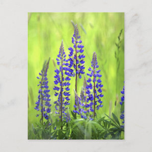 USA, Oregon, Hood National Forest, Lupine Postkarte