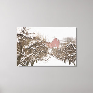 USA, Oregon, Hood River. Schnee bedeckter Apfel Leinwanddruck