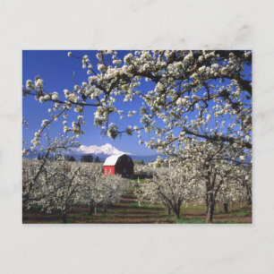 USA, Oregon, Hood River Valley, Birnbaumplantage Postkarte